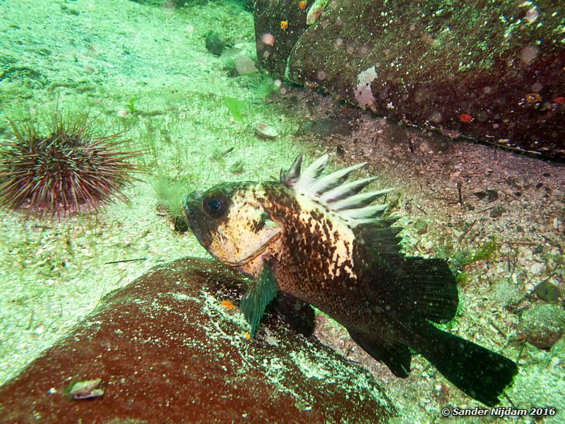 Quillback rockfish (Sebastes maliger), , Norris Rocks, Hornby Island, BC, Canada